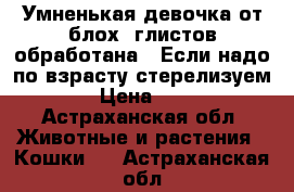 Умненькая девочка,от блох, глистов обработана.  Если надо по взрасту стерелизуем › Цена ­ 1 - Астраханская обл. Животные и растения » Кошки   . Астраханская обл.